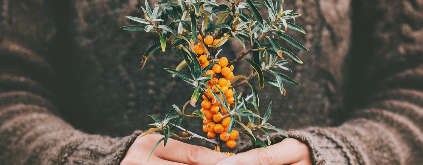Skincare benefits of sea buckthorn supplements